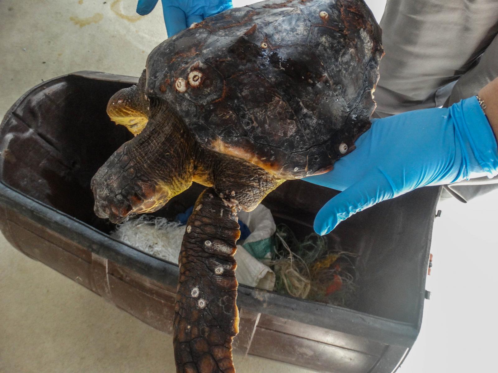 Απελευθέρωση χελωνών Caretta caretta