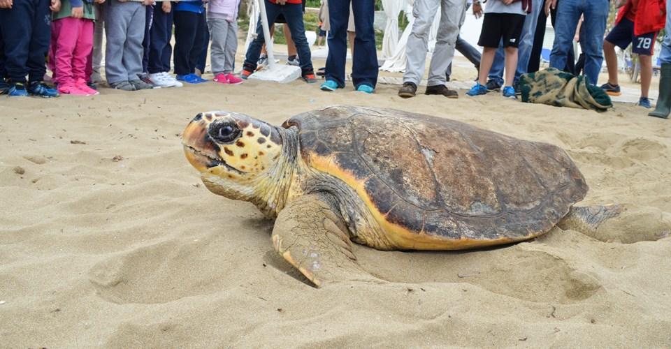 Απελευθέρωση χελωνών Caretta caretta