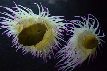 Η θαλάσσια Ανεμώνη (Anemonia Viridis)
