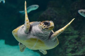 Η θαλάσσια χελώνα Καρέττα Καρέττα (Caretta Caretta)