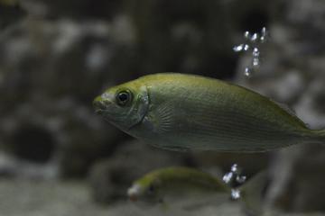 Ο Γερμανός (Siganus Sp.)