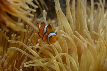 Το Ψάρι Κλόουν (Amphiprion Sp.)