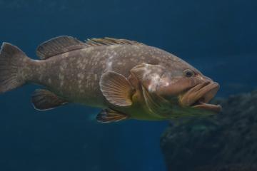 Ο Ροφός (Epinephelus Marginatus)